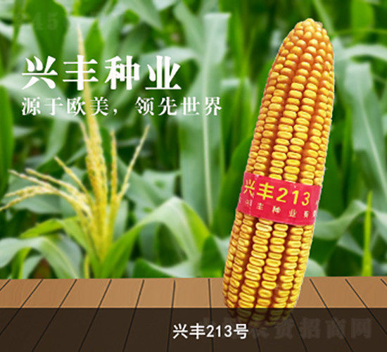 �˷�213��-��������-�˷���ҵ