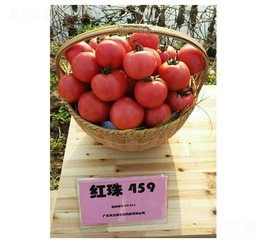 ����459-��������-��֮Դ