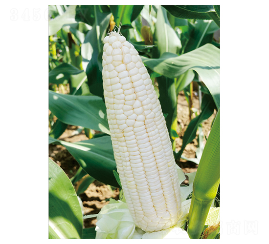 ����Ŵ1��-��������-��֮Դ