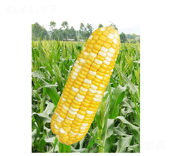 ������1��-��������-��֮Դ