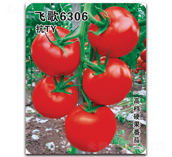 �ɸ�6306-��������-�ɸ�ũҵ