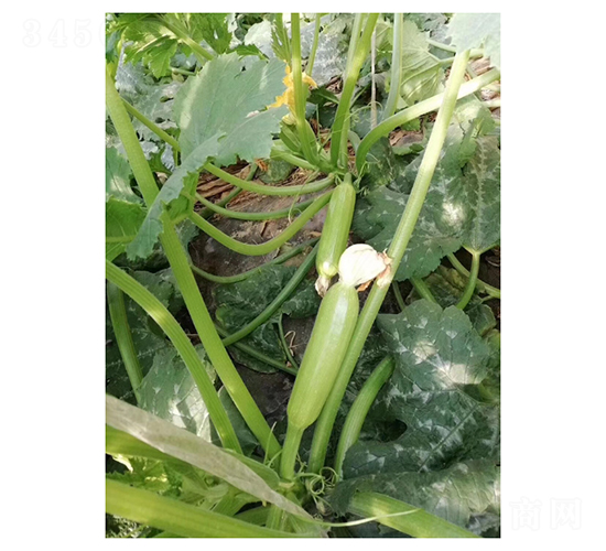 ����3027-����«����-���ũҵ