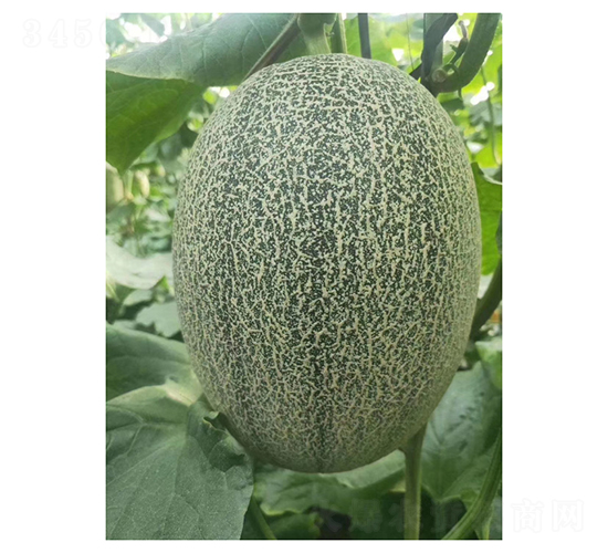 ¥���ܴ��25-�������-���ũҵ