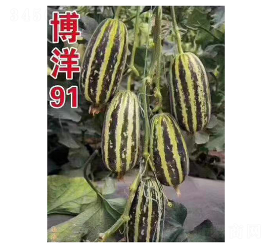 ����91-�������-���ũҵ