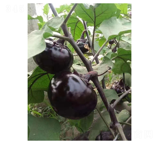 �ڱ�Բ��-��������-���ũҵ