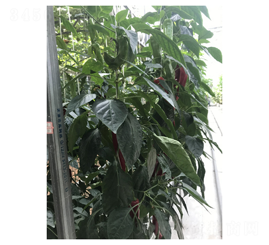 Ѹ��37-74-��������-���ũҵ