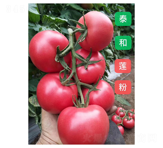 ̩������-��������-���ũҵ