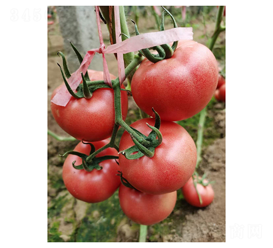 ����3661-��������-���ũҵ