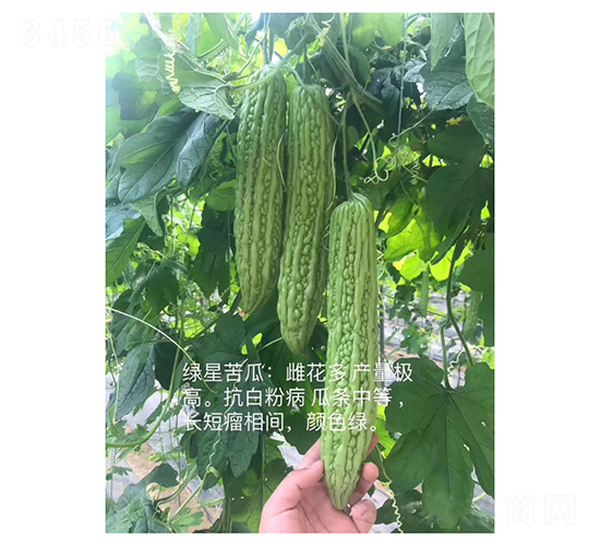 ����-�������-���ũҵ