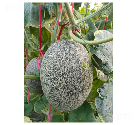 ������17-�������-��ϲũҵ