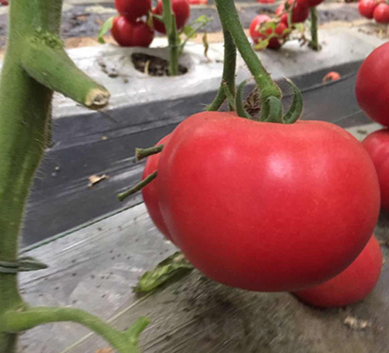 Խ��ר��-��۷�����-��ϲũҵ