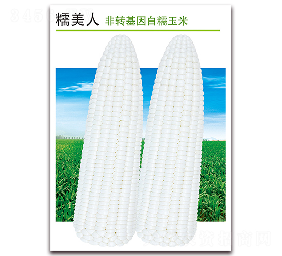 Ŵ����-��Ŵ��������-������