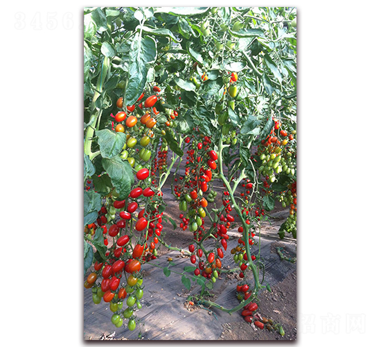 ����207ӣ�ҷ���-��������-��������