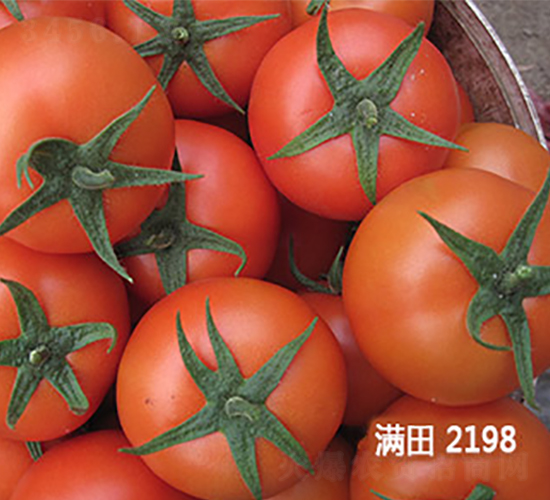 ����2198����-��������-��������
