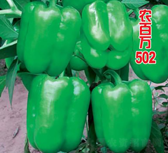 ũ����502-������-ũ����