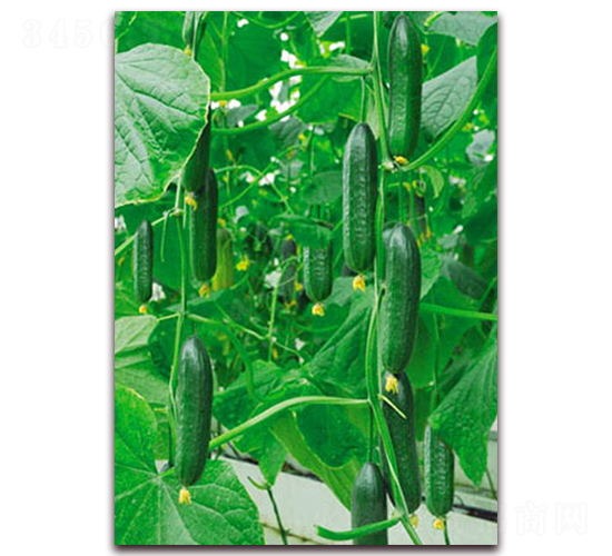 ����2��-�ƹ�����-����