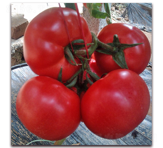 1688-��TY��������-����