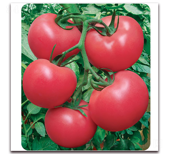 ���188-��������-���ũҵ