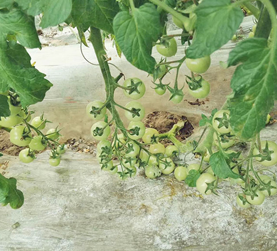 ������2��-ӣ��С����������-����
