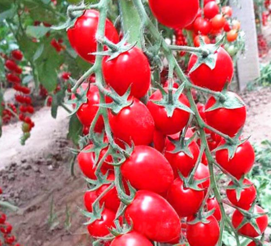 ���1��-ӣ��С����������-����