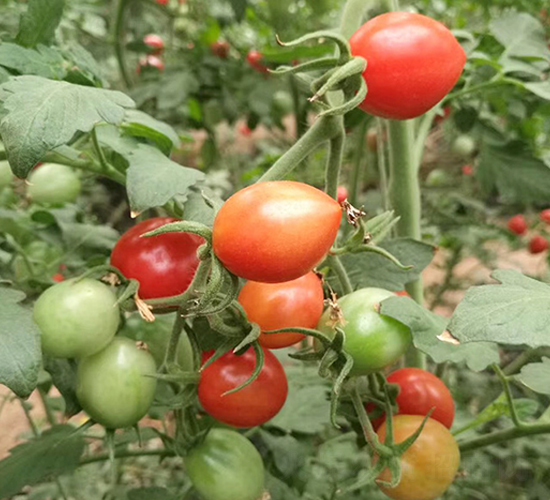1168-ӣ��С����������-����