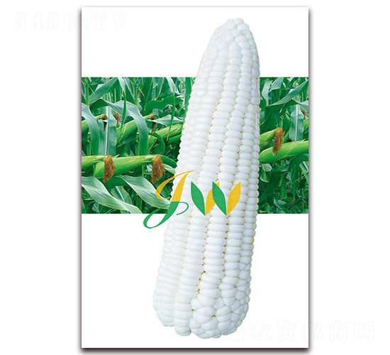 �ܿ�Ŵ-��ʳ��������-Ӫ�ھ���