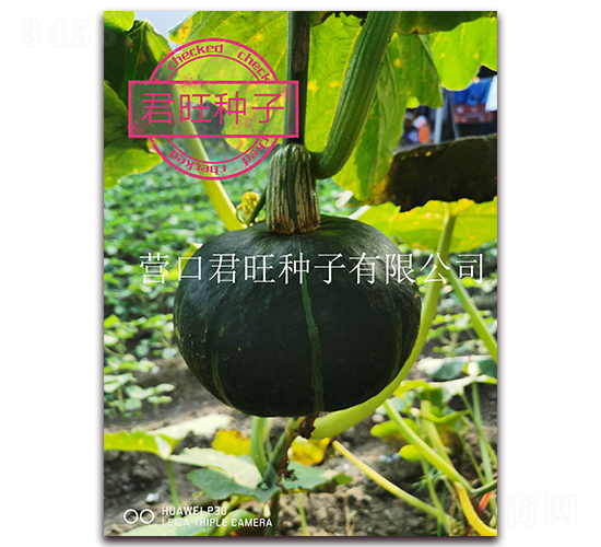 ����-�Ϲ�����-Ӫ�ھ���