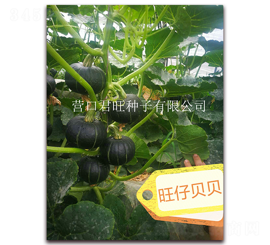 ���б���-�Ϲ�����-Ӫ�ھ���