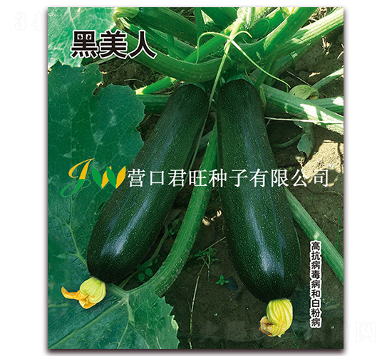 ������-����«����-Ӫ�ھ���