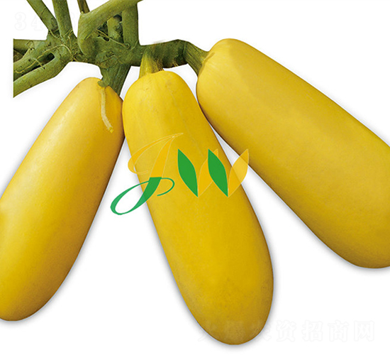 ѩ������-����«����-Ӫ�ھ���
