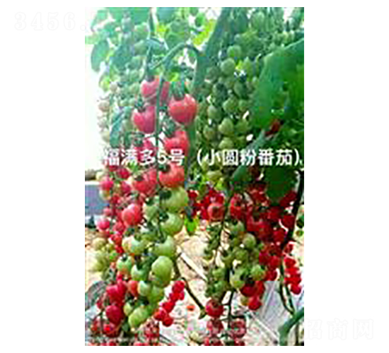 ������5��-ӣ�ҷ�������-��ػ���