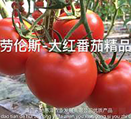����˹-�����������-��ػ���