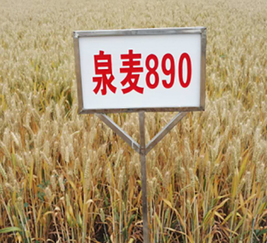 Ȫ��890-С������-������ҵ