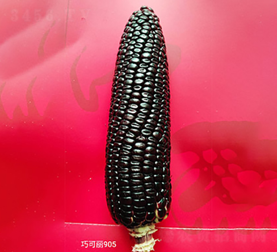 �ɿ���905-��������-������ҵ