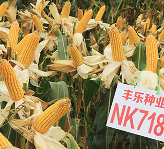 NK718-��������-������ҵ