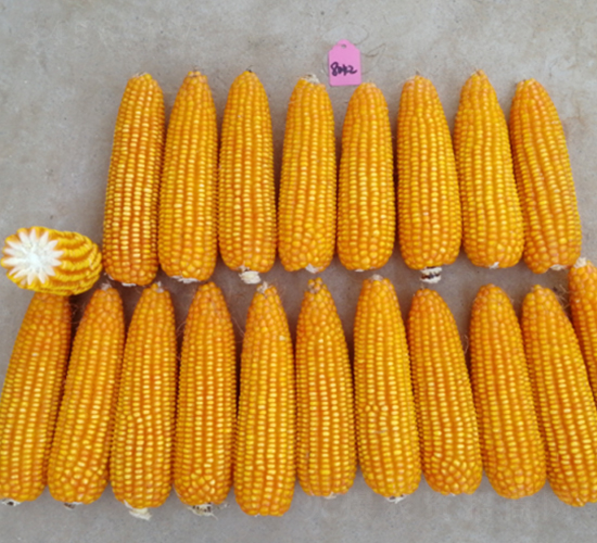 ս��002-��������-������ҵ