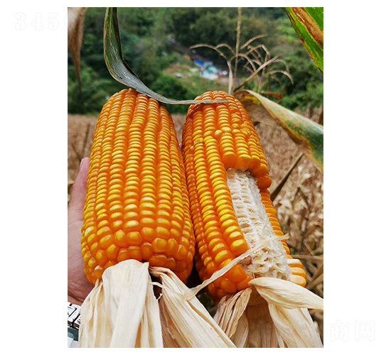 ����525-��������-������ҵ