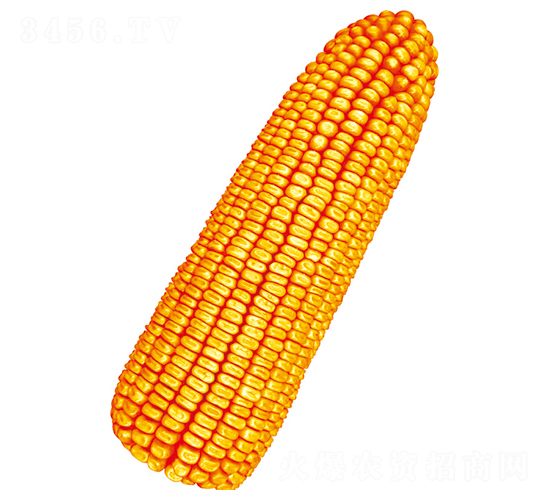 ˳��7��-��������-������ҵ