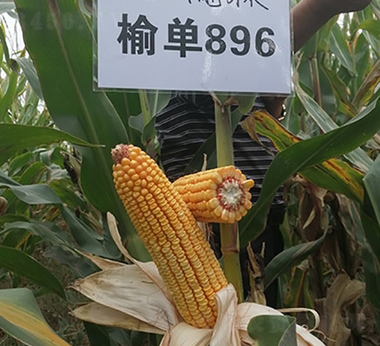 �ܵ�896-��������-������ҵ