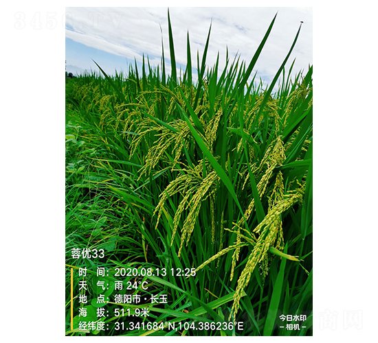 ����33-ˮ������-������ҵ