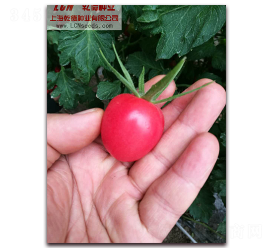 Ǭ��С�۷���-��������-Ǭ����ҵ