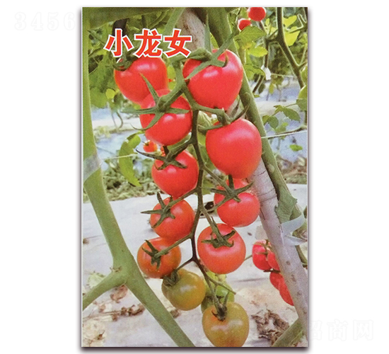 С��Ů-�۹�С��������-Ǭ����ҵ