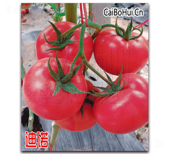 Ǭ�µ�ŵ-�۹���������-Ǭ����ҵ