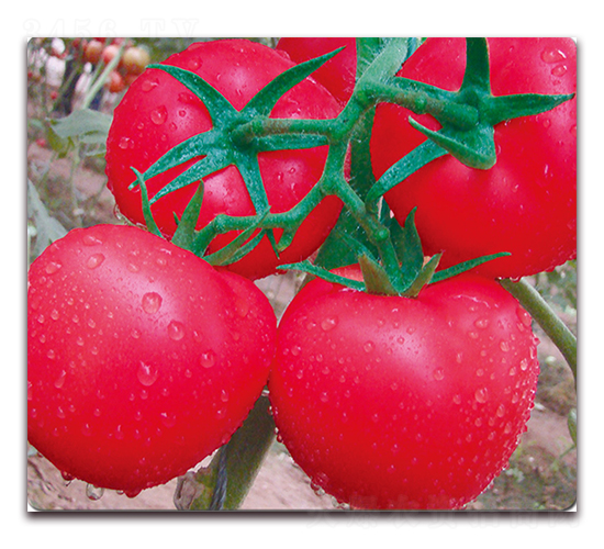 STP-F518-�����������-��ά��