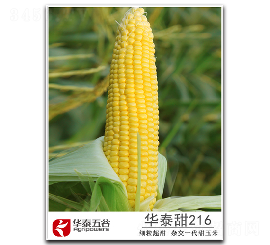��̩��216-����������-��̩���