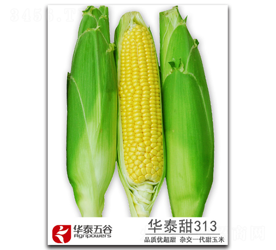 ��̩��313-����������-��̩���