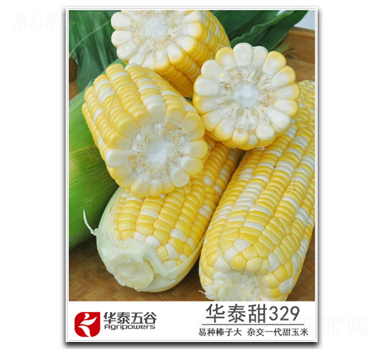 ��̩��329-����������-��̩���