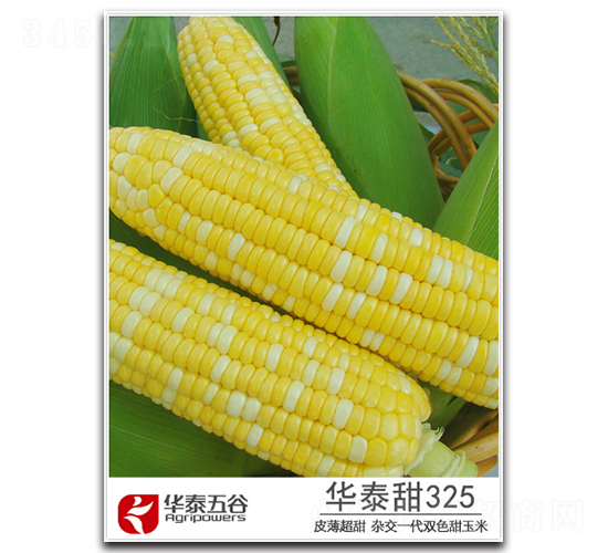 ��̩��325-����������-��̩���