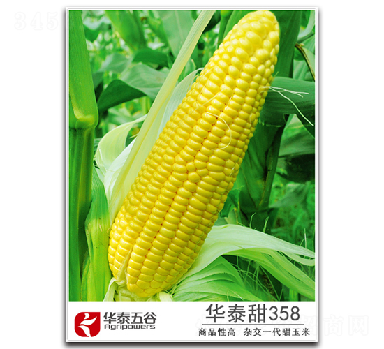 ��̩��358-����������-��̩���
