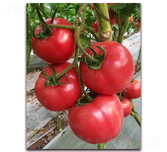 ����1729-��������-����